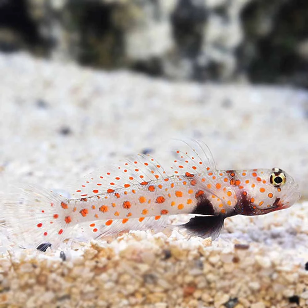 Amblyelectris Guttata Spottet Reje gobi